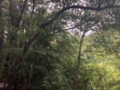 -西双版纳原始森林公园
