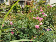 -铁山坪森林公园