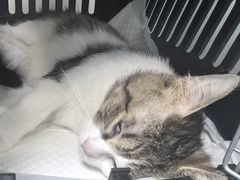 -纳吉亚猫专科动物诊疗中心(蒋宅口分院)