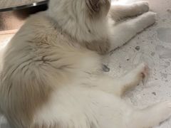 -飞行喵MR PILOT|猫舍·猫咖(静安大融城店)
