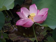 -莫愁湖公园