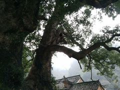 -杨家堂村