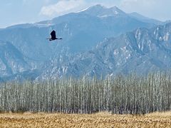 -野鸭湖国家湿地公园