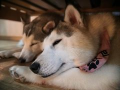 -Husky Go! 哈士奇体验馆·宠物咖啡厅狗咖