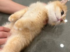 -袖虎·猫馆(体育西路店)