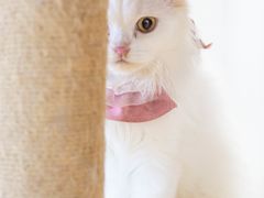 -楼上猫咖(罗湖店)