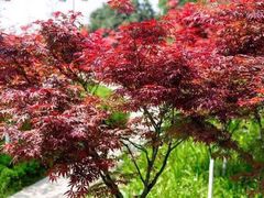 -铁山坪森林公园