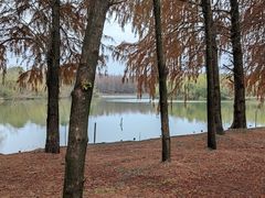 -上海海湾国家森林公园