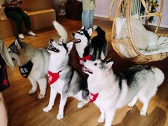 -Husky Go! 哈士奇体验馆·宠物咖啡厅狗咖