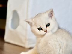 -糯米喵星人总部直营旗舰店·猫舍·幼猫出售