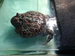 -上海大自然野生昆虫馆(东方明珠·爬宠昆虫探索中心)