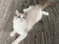 -FAELING PETS美天灵宠物(富力广场店)