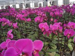 -西部兰花园生态园