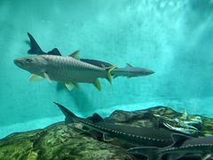 -太平洋海底世界