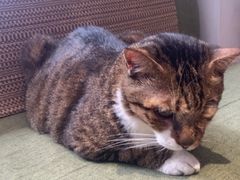 -御宝贝·A梦猫科宠物医院(国际猫友好医院)