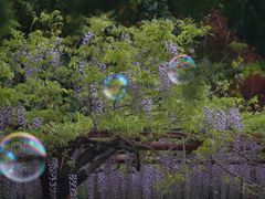 -嘉定紫藤园