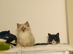 -喵zoo家庭繁育猫舍(尖东智能花园店)
