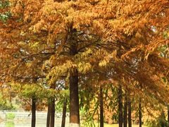 -上海海湾国家森林公园