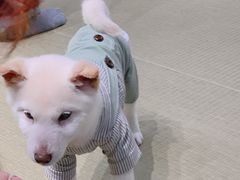 -逗柴咖啡屋·狗咖猫咖宠物桌游