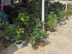 -中环花鸟鱼虫市场