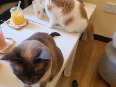 -滚猫咖啡·猫咖·猫友好撸猫(未来城店)