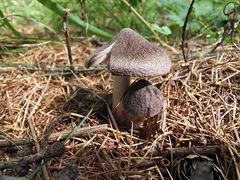 -塞罕坝国家级自然保护区