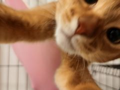 -lincat·猫舍(广州店)