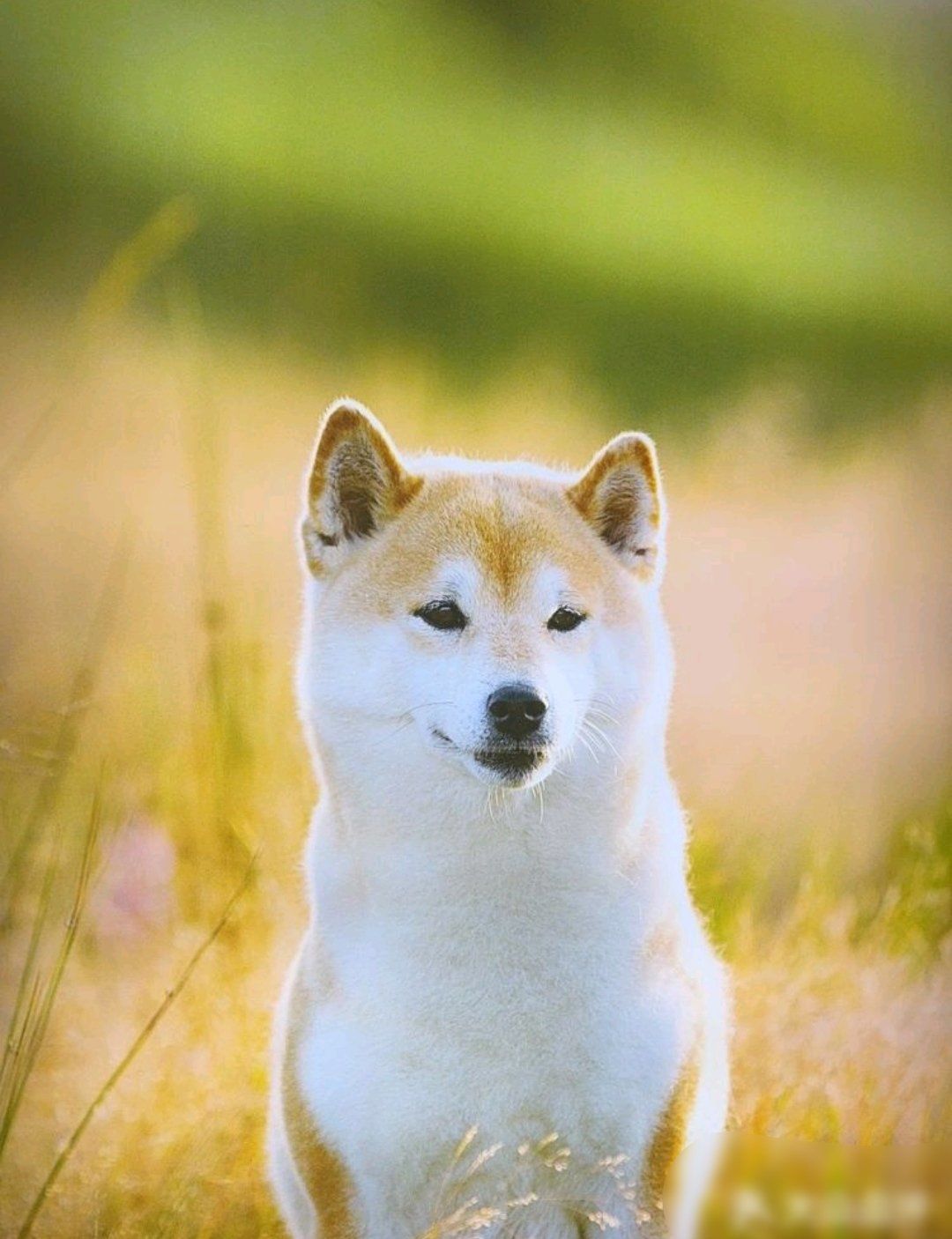 微笑的狗狗治愈系