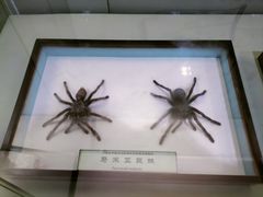-中国科学院西双版纳热带植物园