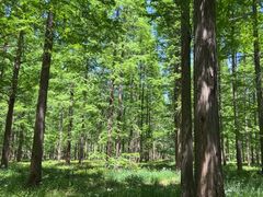 -黄海国家森林公园