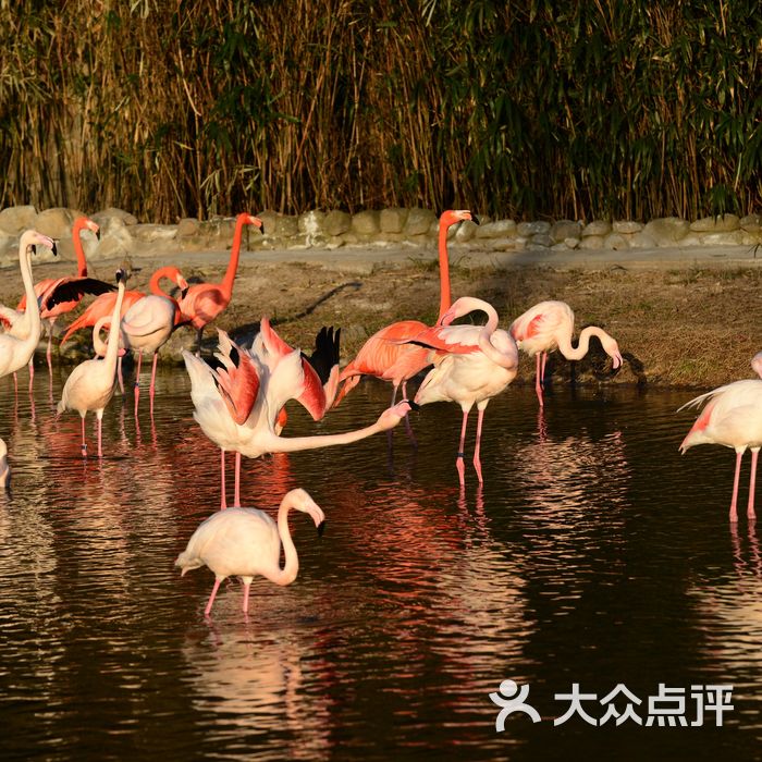 九龍公園百鳥苑