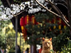-龙华寺
