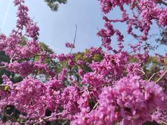 -南汇桃花村
