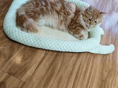-MOCHA明星猫咖(田子坊店)