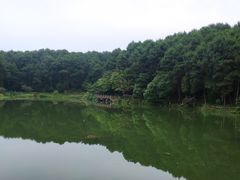 -铁山坪森林公园