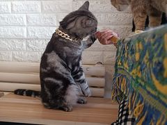 -平行世界·猫咖(首经贸店)