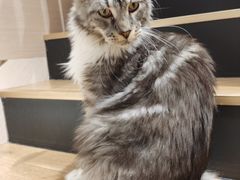 -瞄一喵猫咖(格力海岸店)