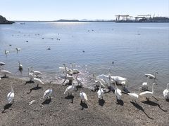 -烟墩角天鹅湖