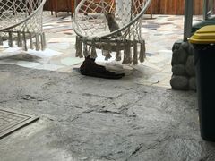 -喵屿·大理花园猫咖