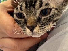 -喜多萌中农锦绣动物医院24H·猫科·牙科MRI·CT