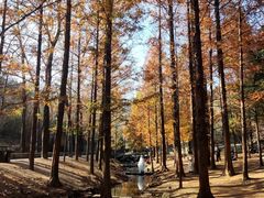 -白水寺森林公园