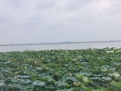-七的湖·晚芳亭·阳澄湖农家菜·大闸蟹(莲花岛店)