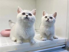 -lincat·猫舍(广州店)