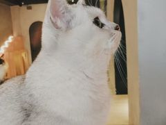 -猫儿山۰猫主题餐厅