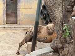 -昆明动物园