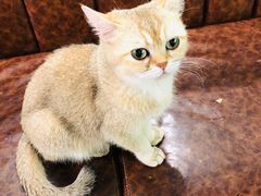-猫小院猫主题餐厅(三里屯店)
