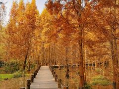 -桤木河湿地公园