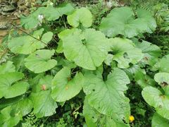 -青峰峡国家森林公园