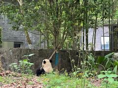 -都江堰中华大熊猫苑
