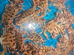 -拉完海鲜大排档(温岭店)